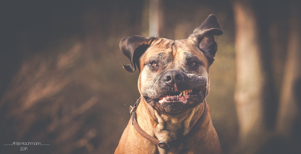 Arschlochhund – Mysterium Hundehalter