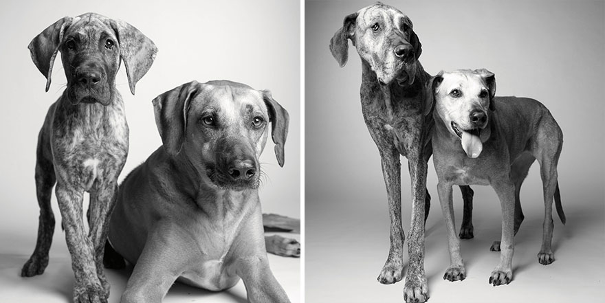 Dog Years: Faithful Friends Then & Now