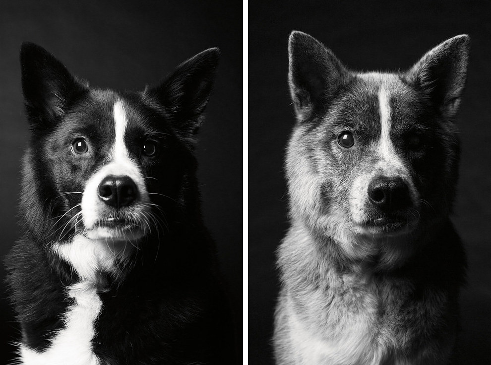 Dog Years: Faithful Friends Then & Now