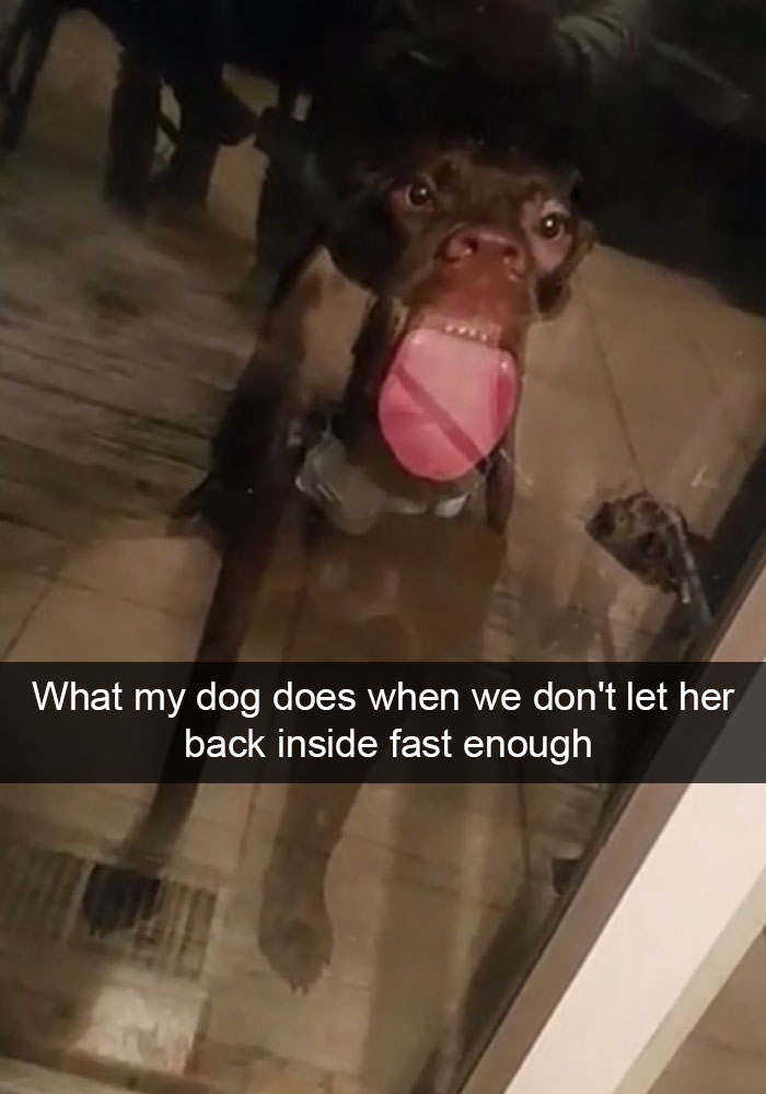 Dog Snapshots – Impaaaawsible not to laugh!
